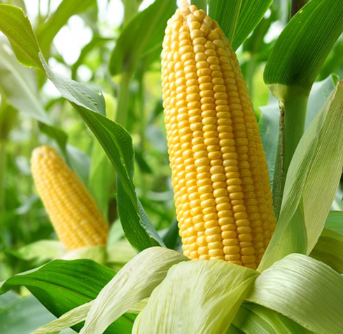 Corn Images