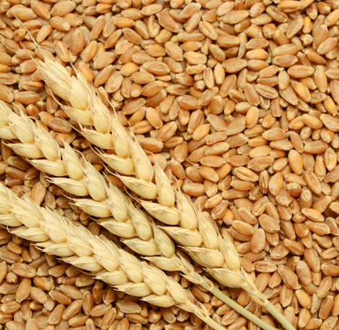 Wheat Images